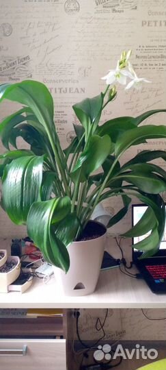 Продам луковицы Эухариса