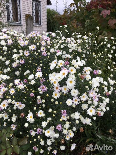 Астры многолетние сентябринки