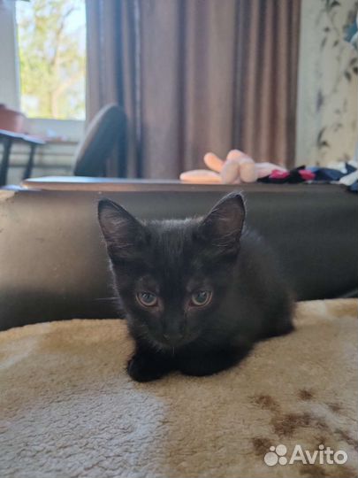 Котята в добрые руки приучены к лотку