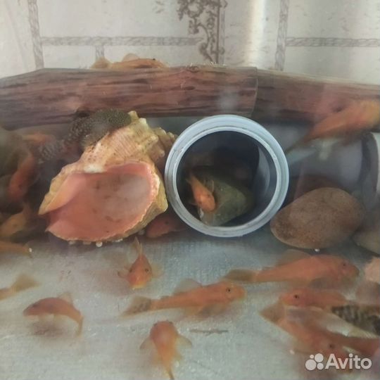 Продаю сомиков анциструс супер Ред