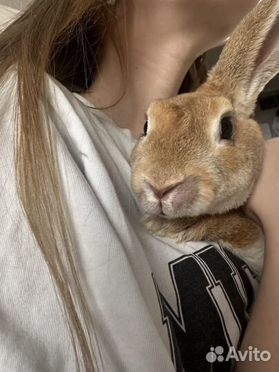 Декоративные кролики