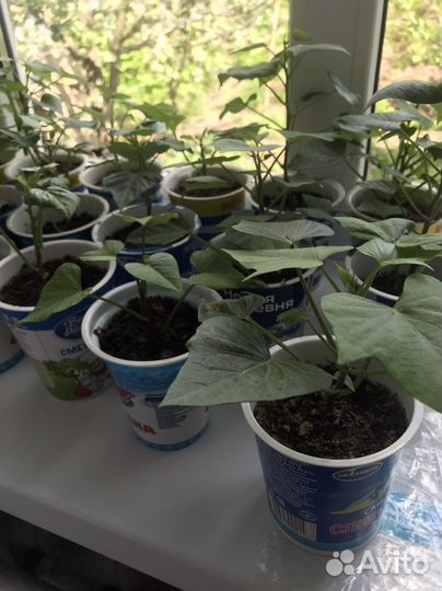 Батат рассада