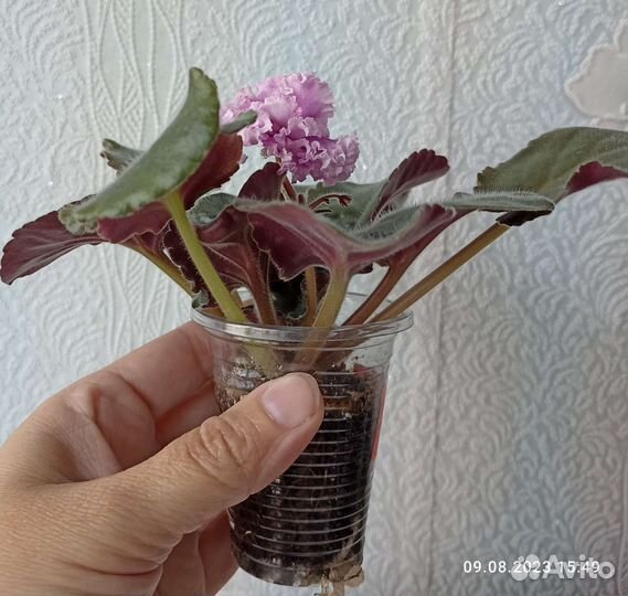 Сортовые фиалки цветущий стартер