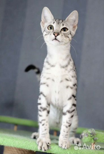 Египетская Мау котята