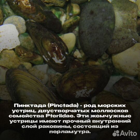 Пинктада половинка
