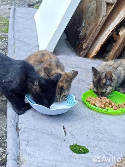Котики в добрые руки