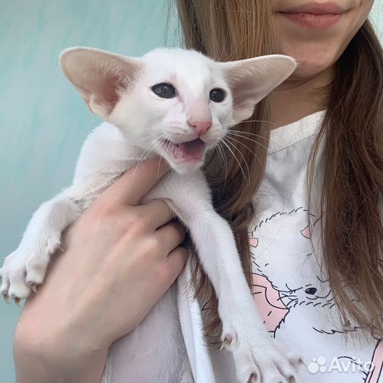 Ориентальная девочка