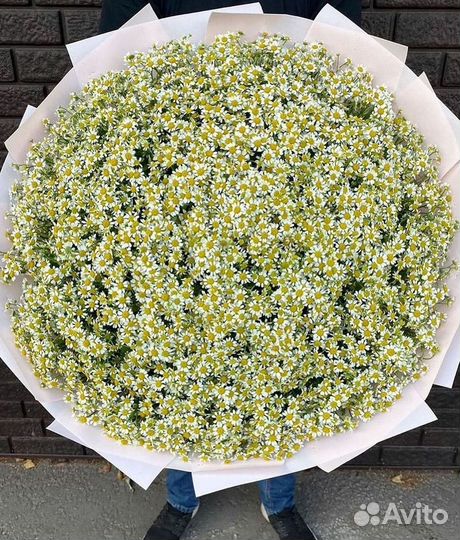 Цветы ромашки