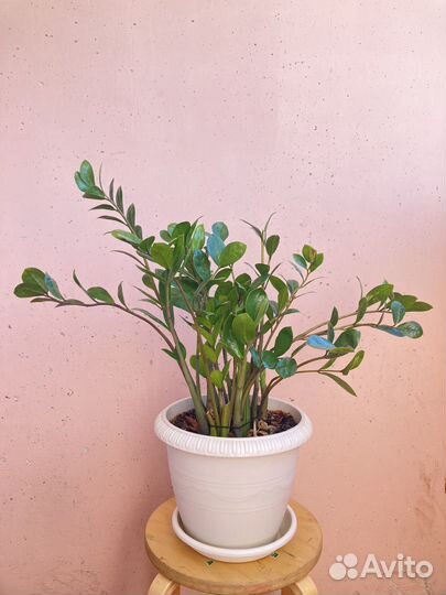 Замиокулькас долларовое дерево