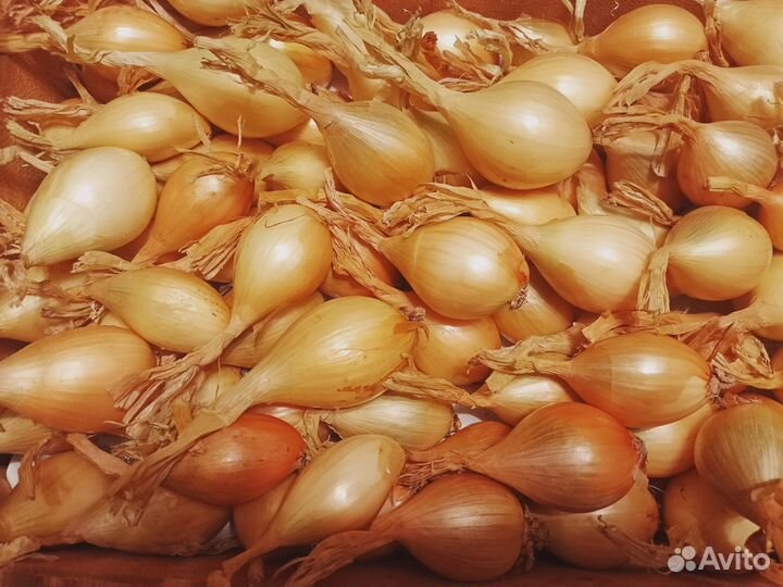 Лук на посадку