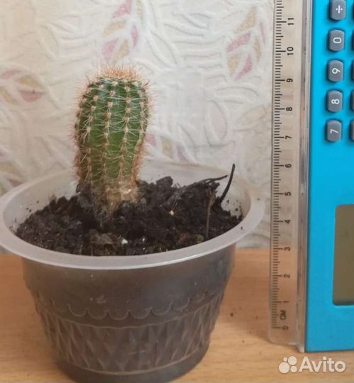 Кактусы и суккуленты