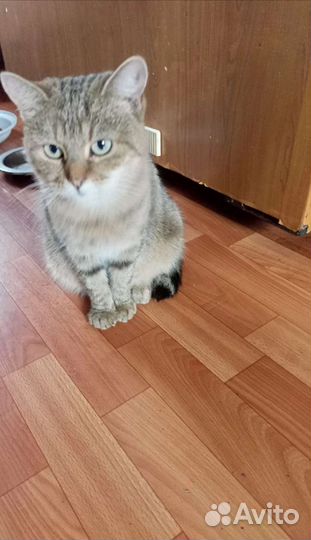 Мурка в добрые руки, стерилизована