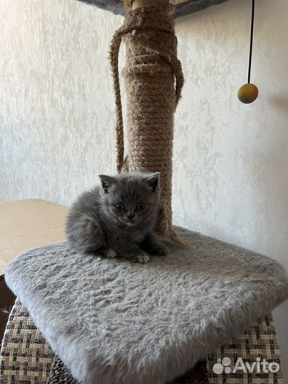 Британские котята