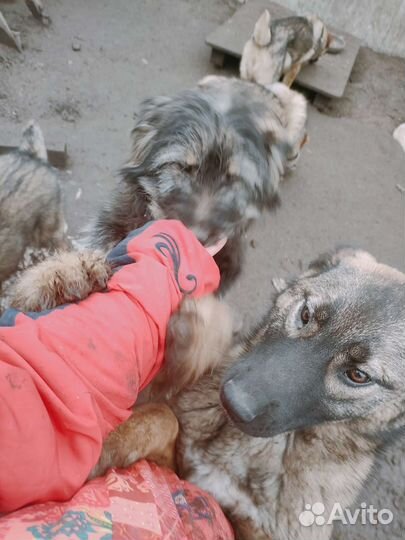 Собака в добрые руки отдам бесплатно