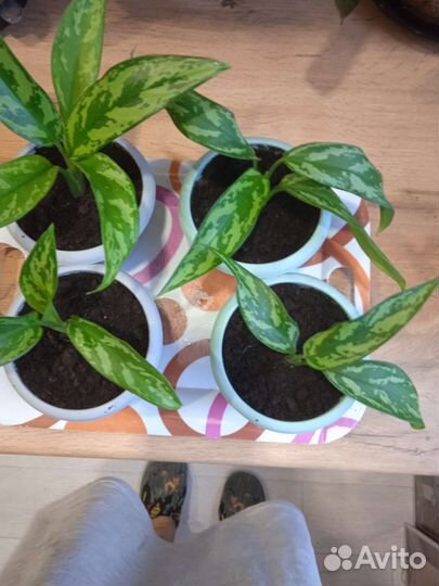 Комнатные цветы.Драцены,аглаонемы,дримиопсис