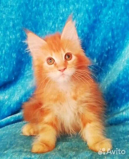 Котята мейн-кун