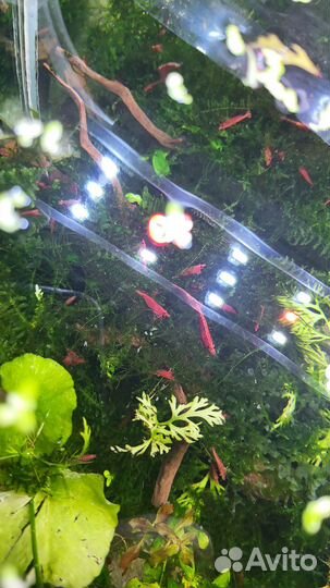 Сом анциструс обыкновенный, платиновые попугаи