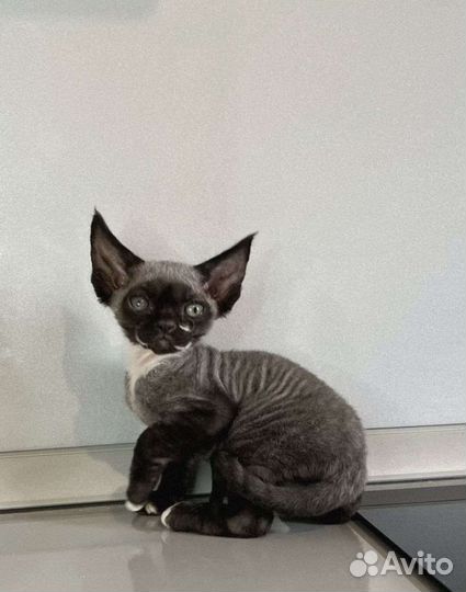 Девон-рекс 1 год