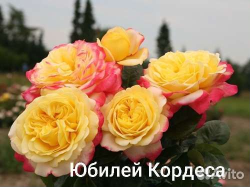 Саженцы роз