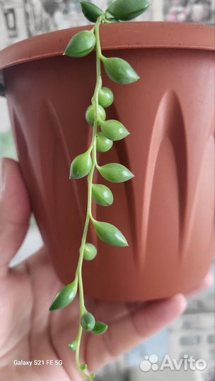 Крестовник геррейна вариегатный