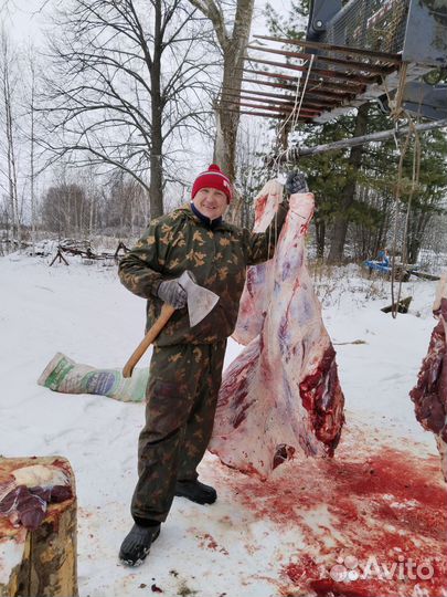 Мясо говядина (быки)