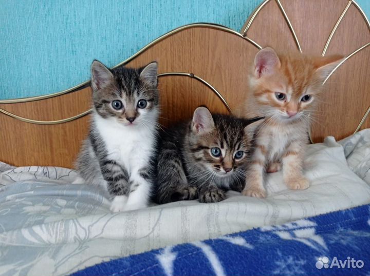 Кошки в добрые руки