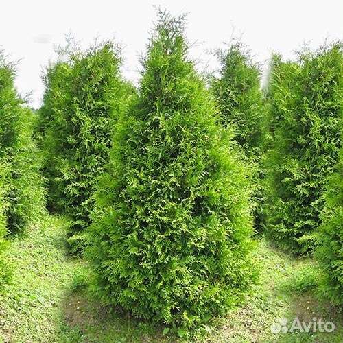 Туя Смарагд,Брабант,Пирамидалис Компакта