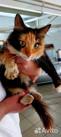 Кошка в добрые руки