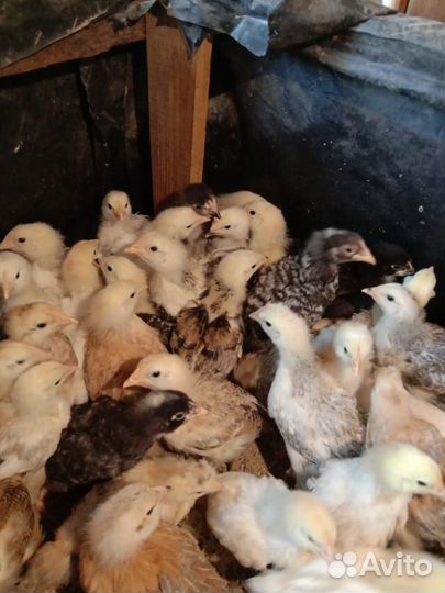 Цыплята несушки подрощенные