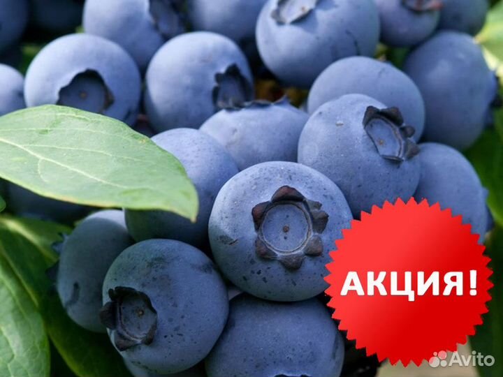 Саженцы голубики Legacy