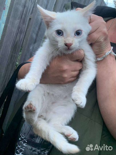 Милые добрые котята ищут любящих хозяев