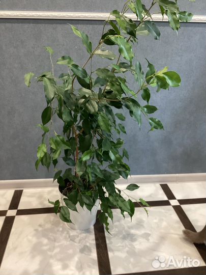 Фикус бенджамина