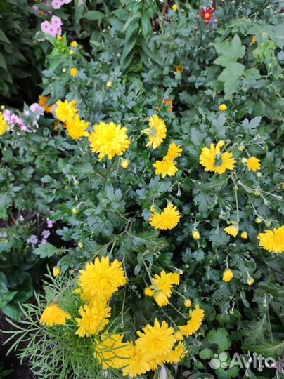 Дендробиум