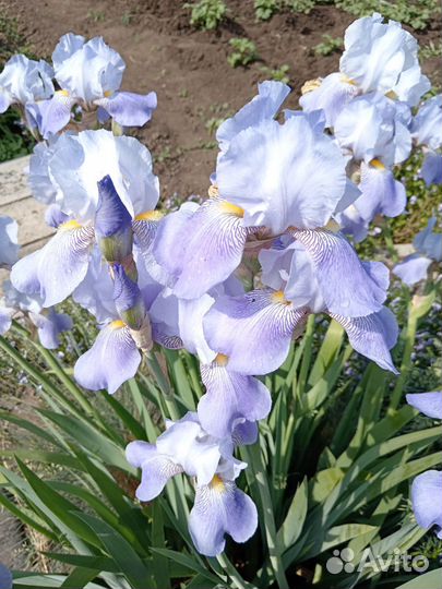 Ирисы сортовые