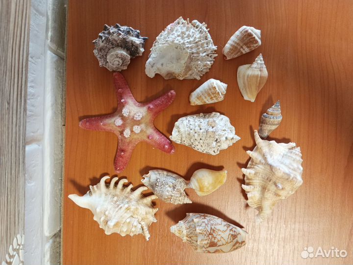 Морская звезда, рапаны, ракушки