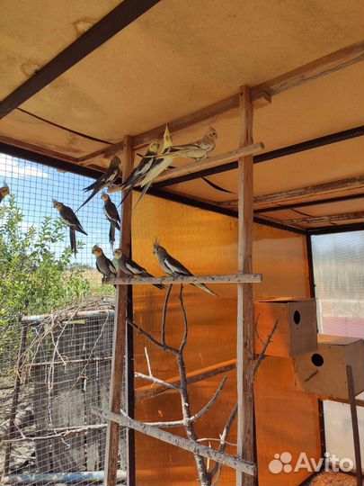 Попугай корелла птенец