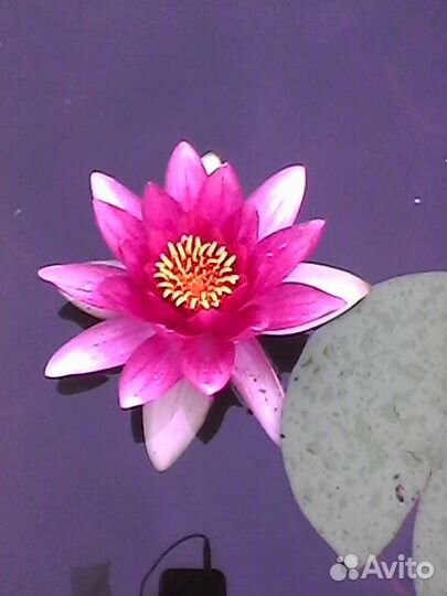 Саженцы винограда и нимфеи, плодовые и декоративн