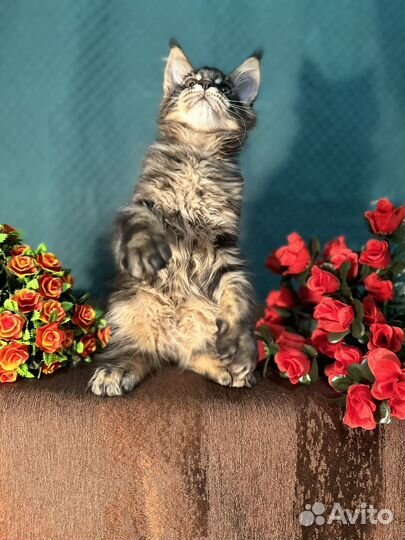 Мейн-кун котенок