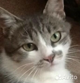 Кошка в беде