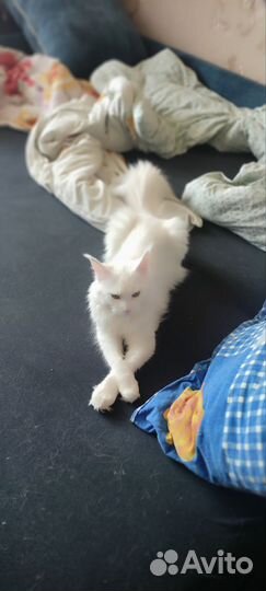 Вязка кошки мейн-кун