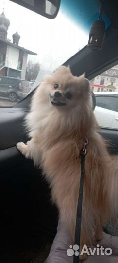 Шпиц для вязки