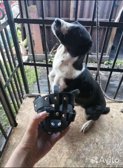 Товары для животных