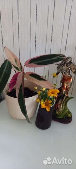 Строманта триколор,калатея Лансифолия