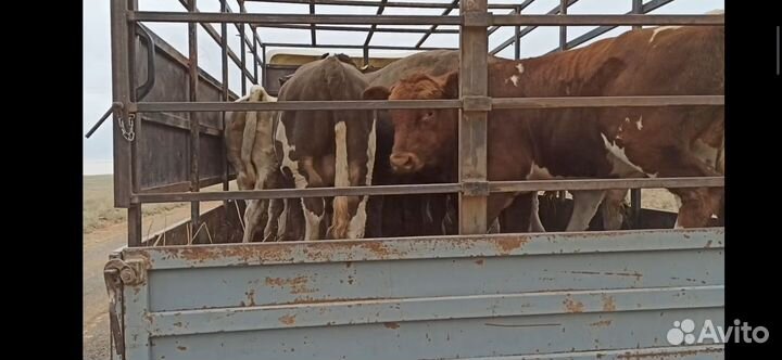 Бычки симменталы