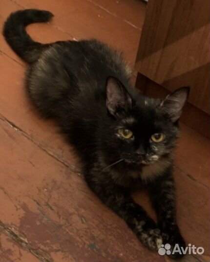 Кошка