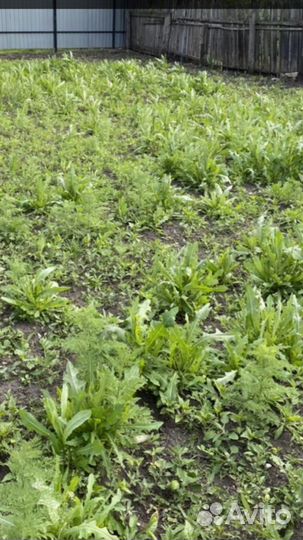 Гербицид торнадо 540