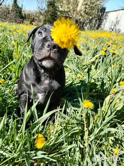 Американский булли щенки