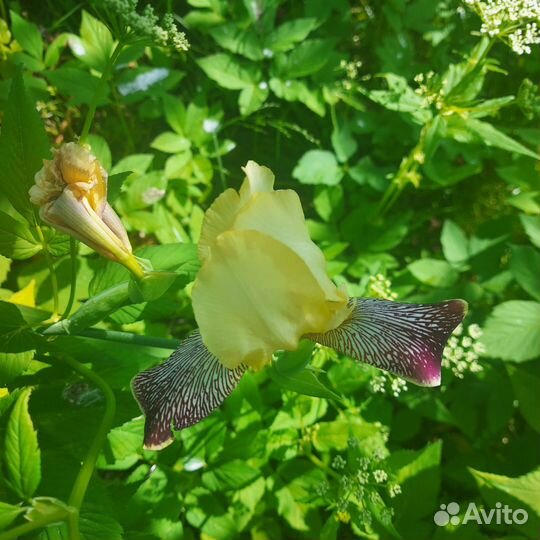 Ирисы цветы