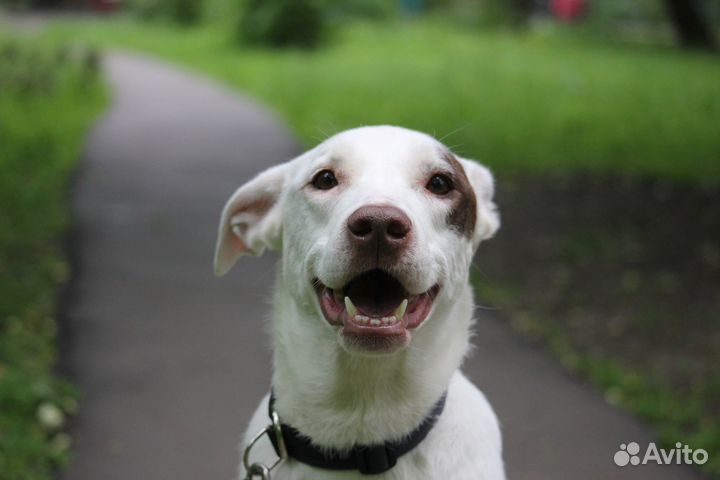 Белоснежка Широя ищет дом