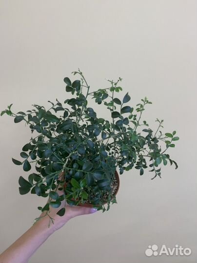 Мурайя мин а мин, взрослое растение